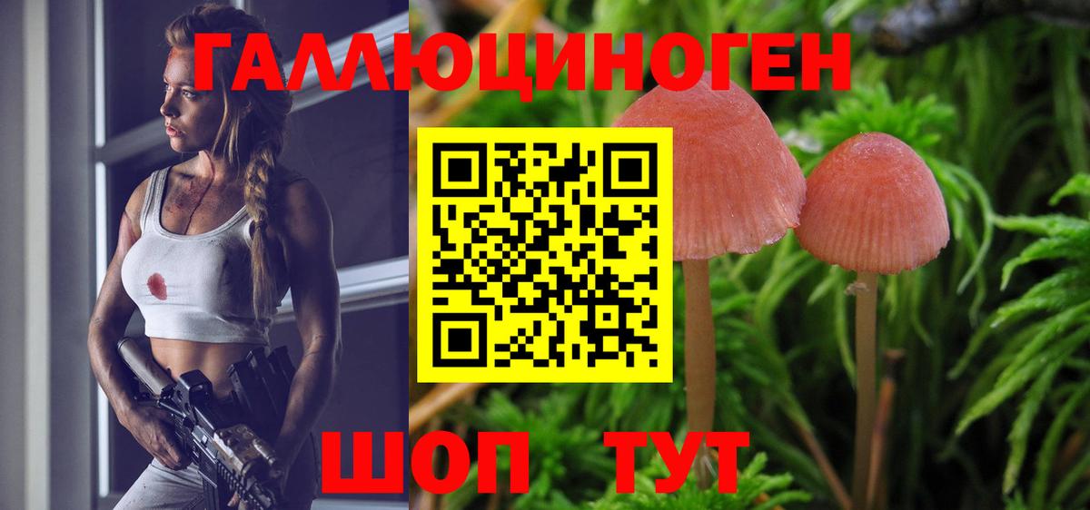 Курчалой  Галлюциногенные грибы Cubensis  Вход с VPN 